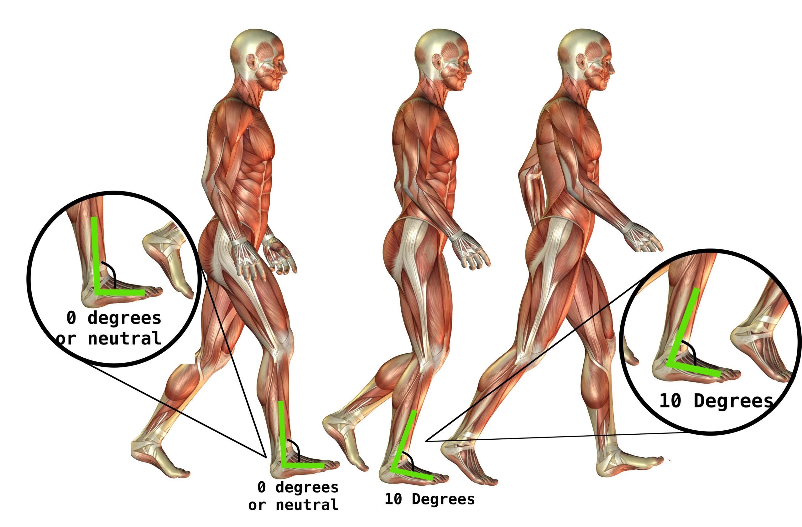 gait anatomy