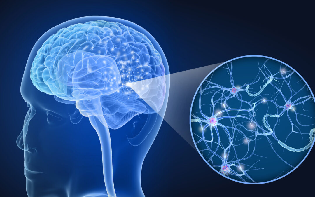 image of the brain and the nerve network