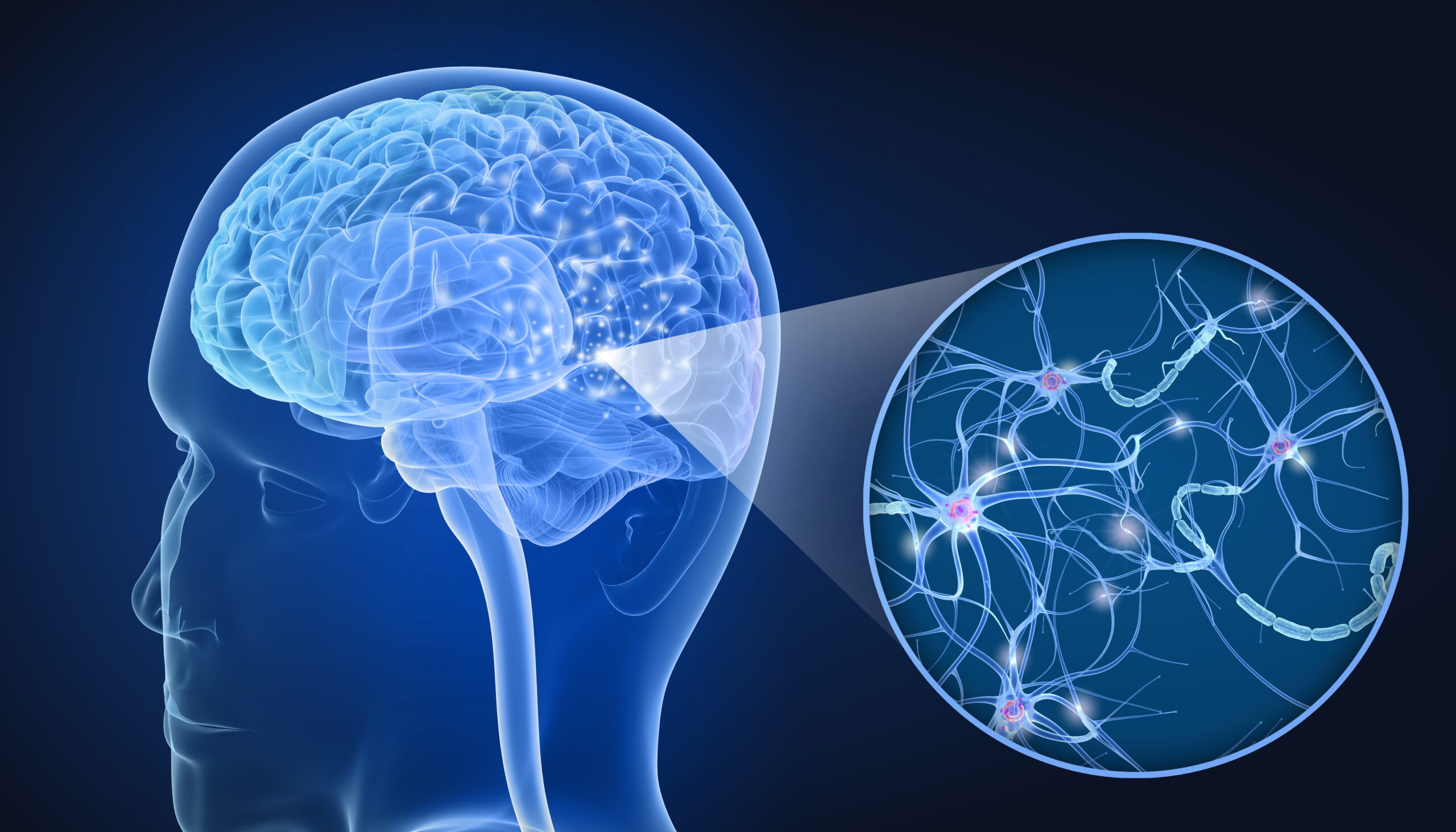 image of the brain and the nerve network