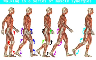 What is a muscle synergy?