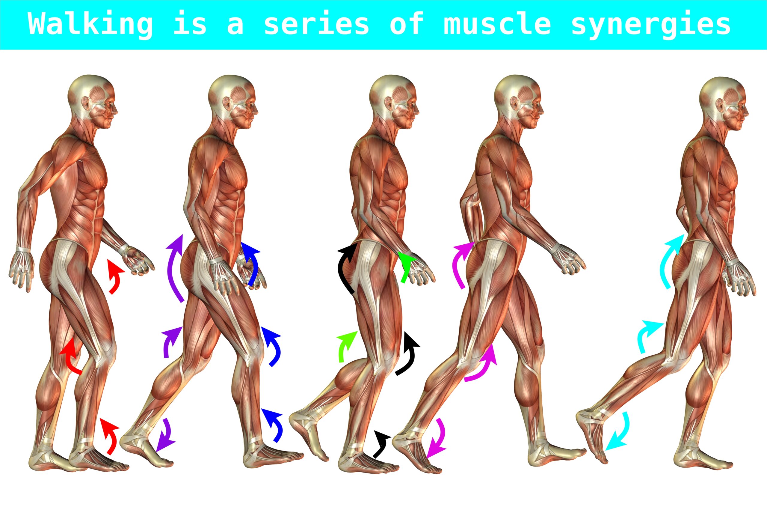 muscle synergies shown during the gait cycle