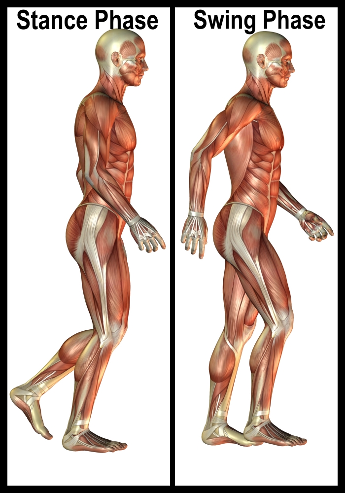 vector image of stance and swing phase