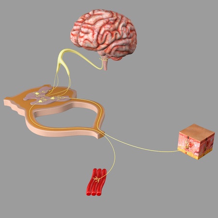 vector image of the brain and the spinal cord