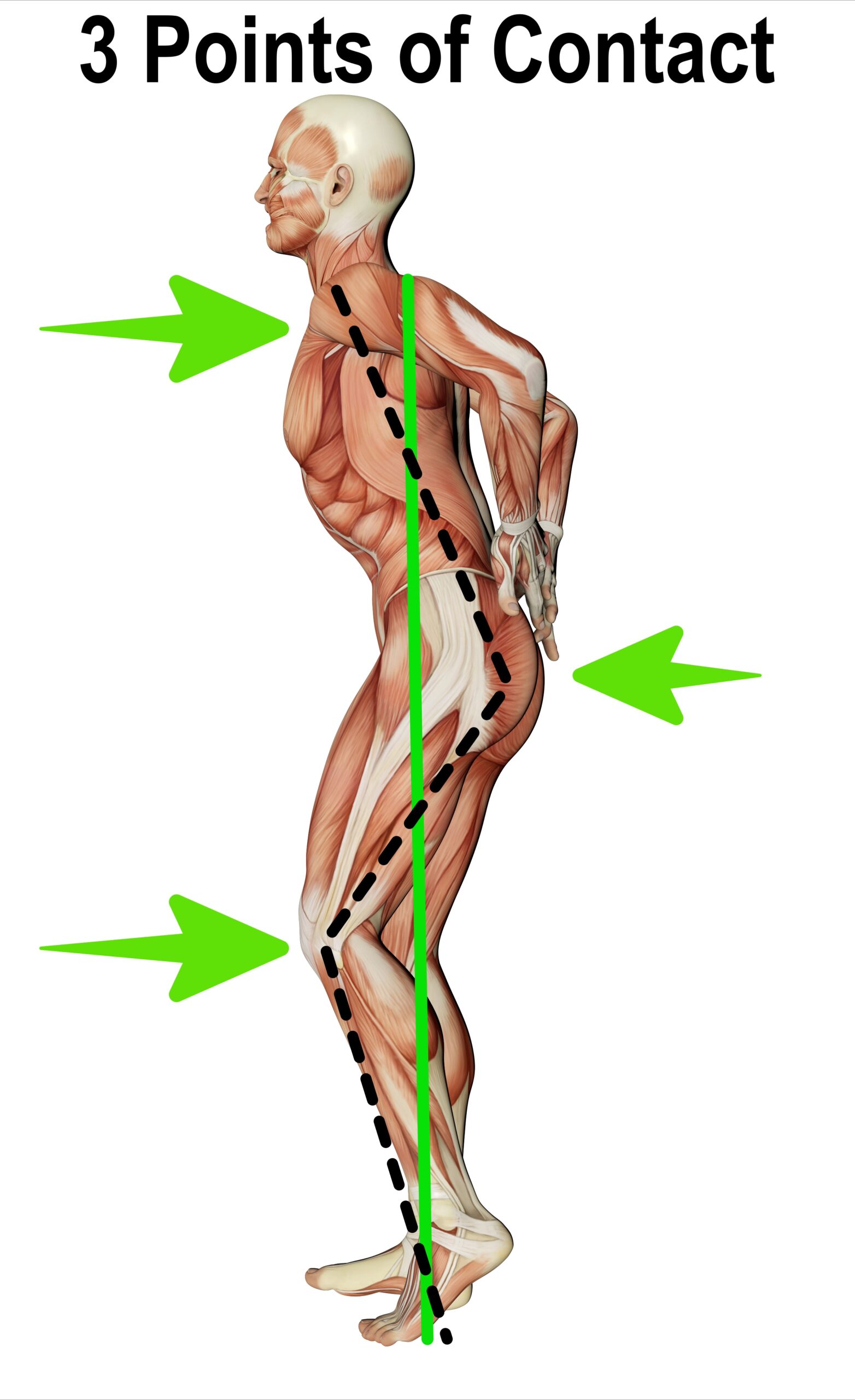 vector image of the appropriate points of contact
