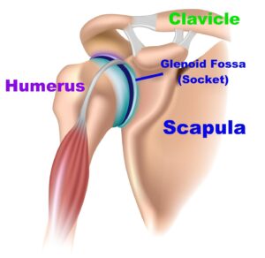 bones that make up the shoulder