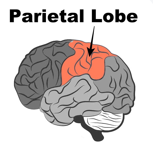 parietal lobe