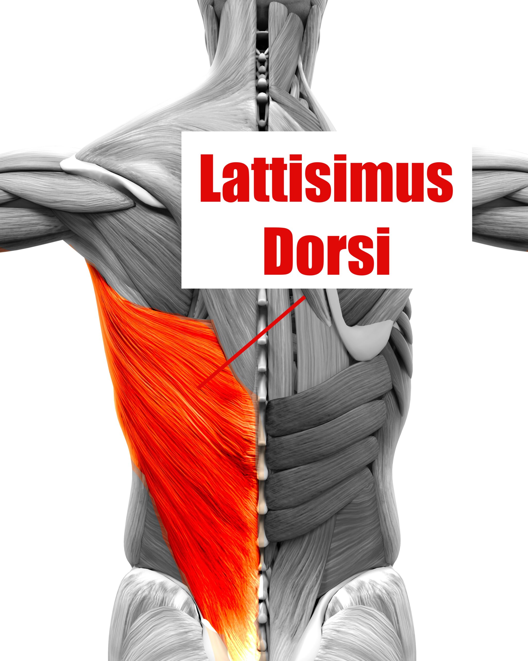 lattisimus dorsi