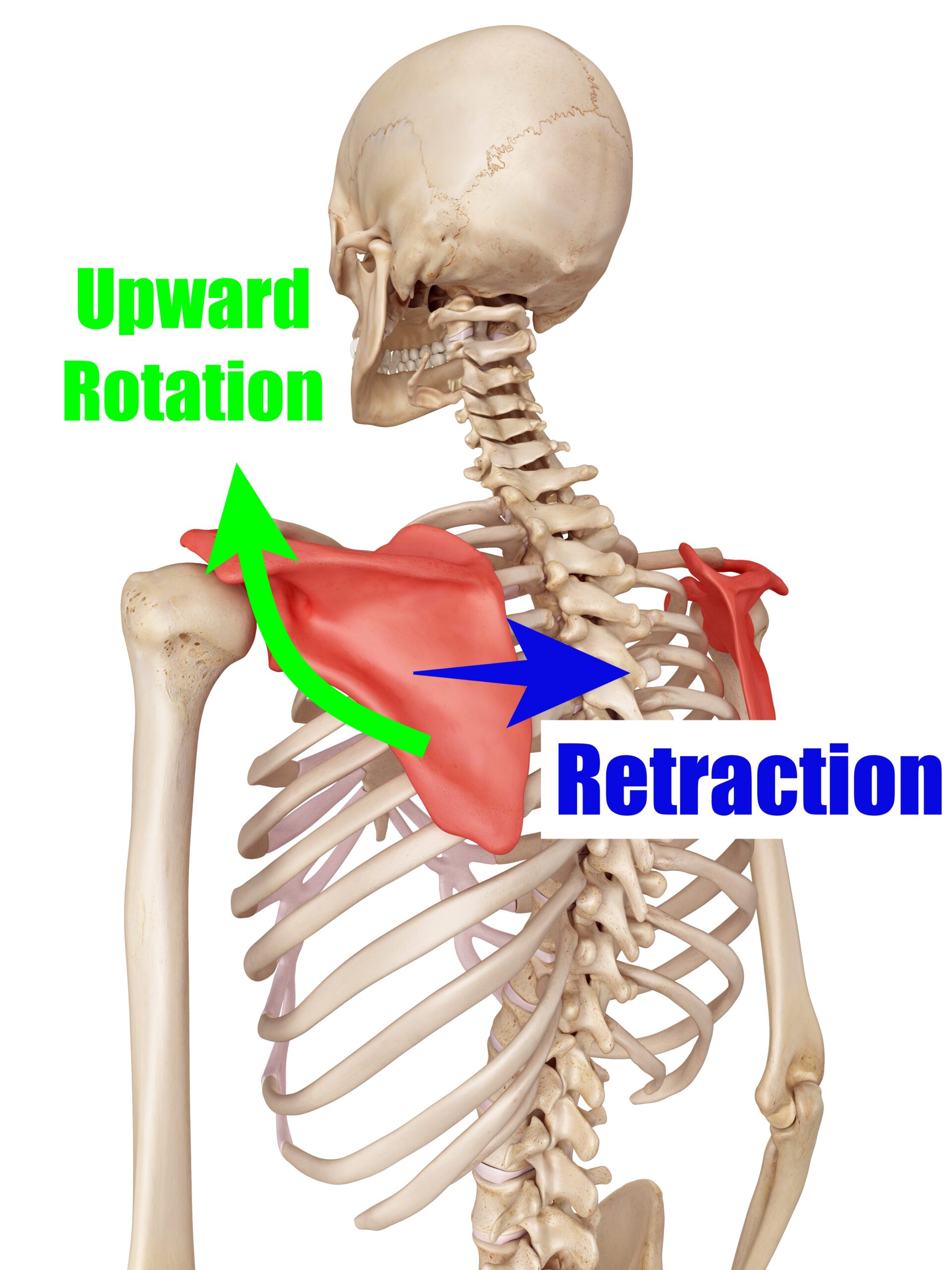 scapula motion
