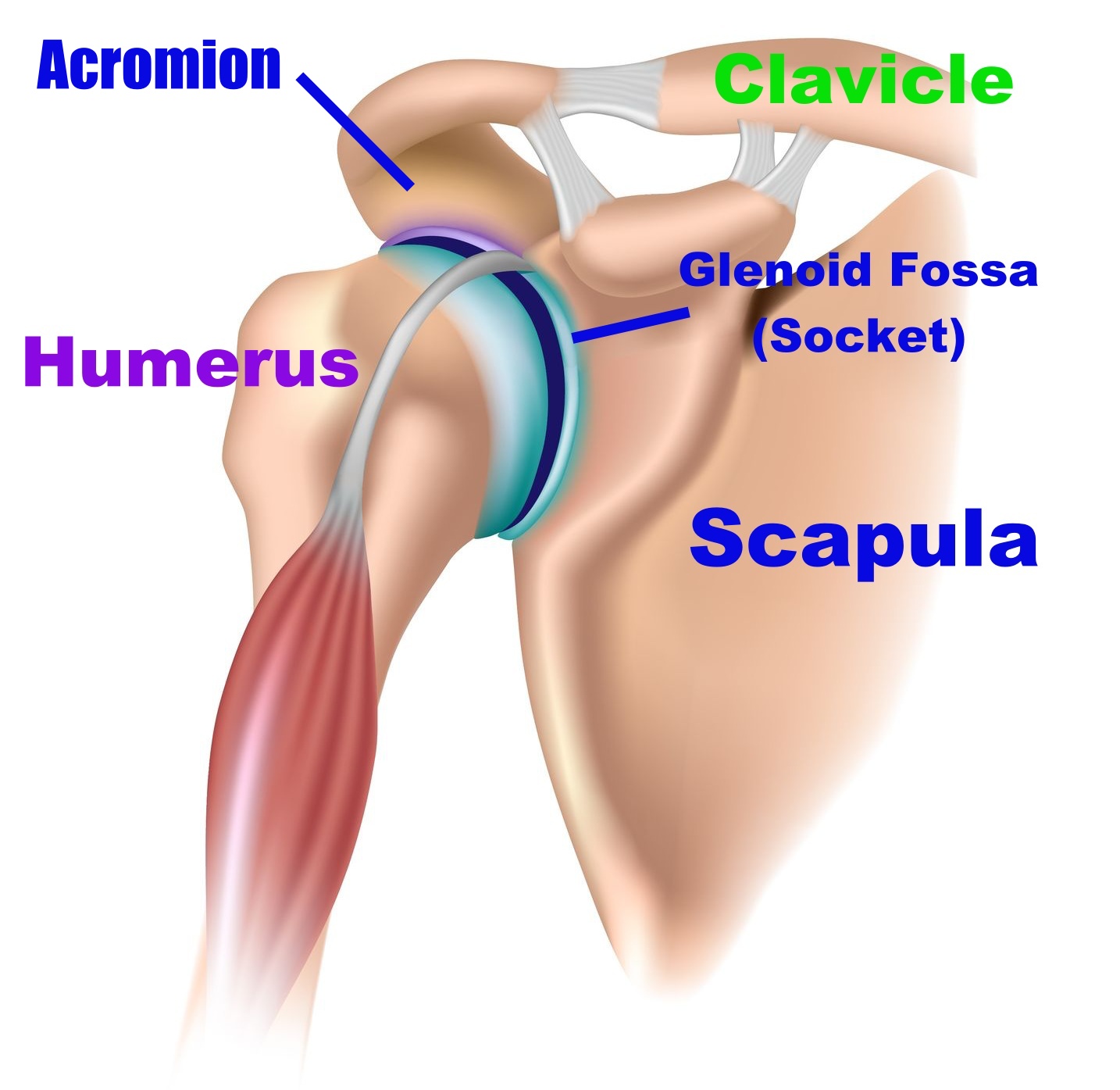 shoulder bones image