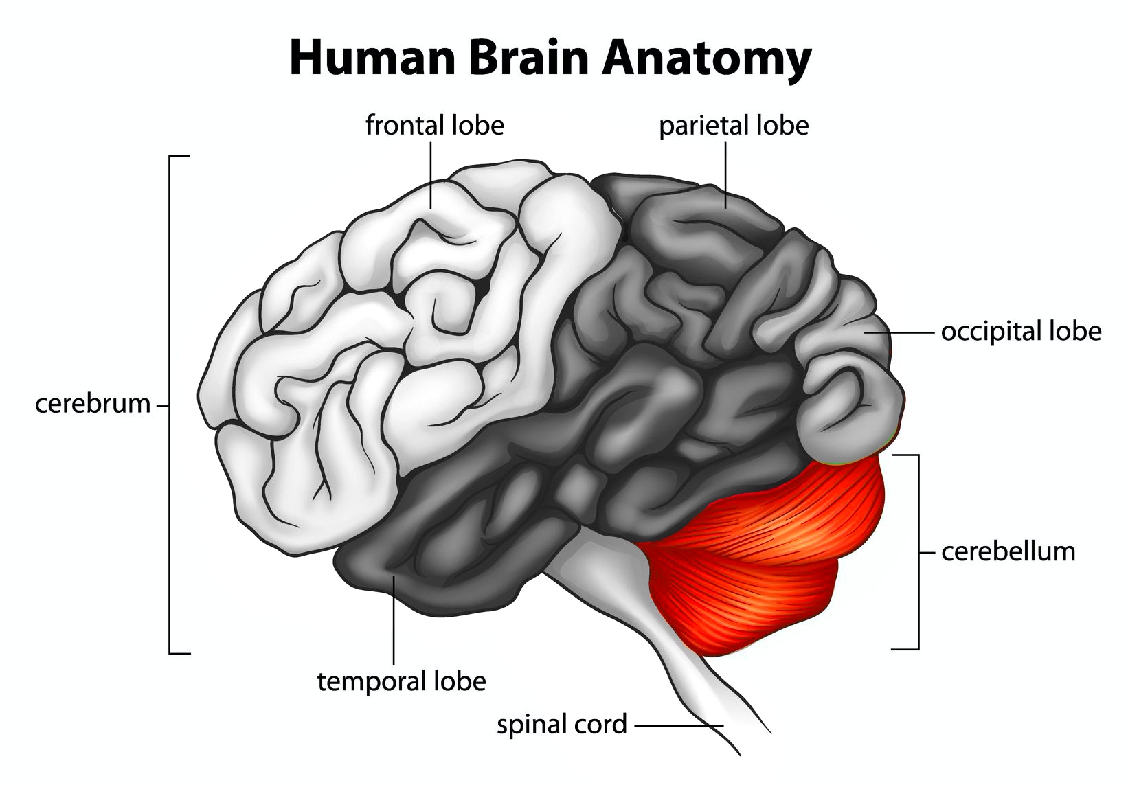 image of the cerebellum