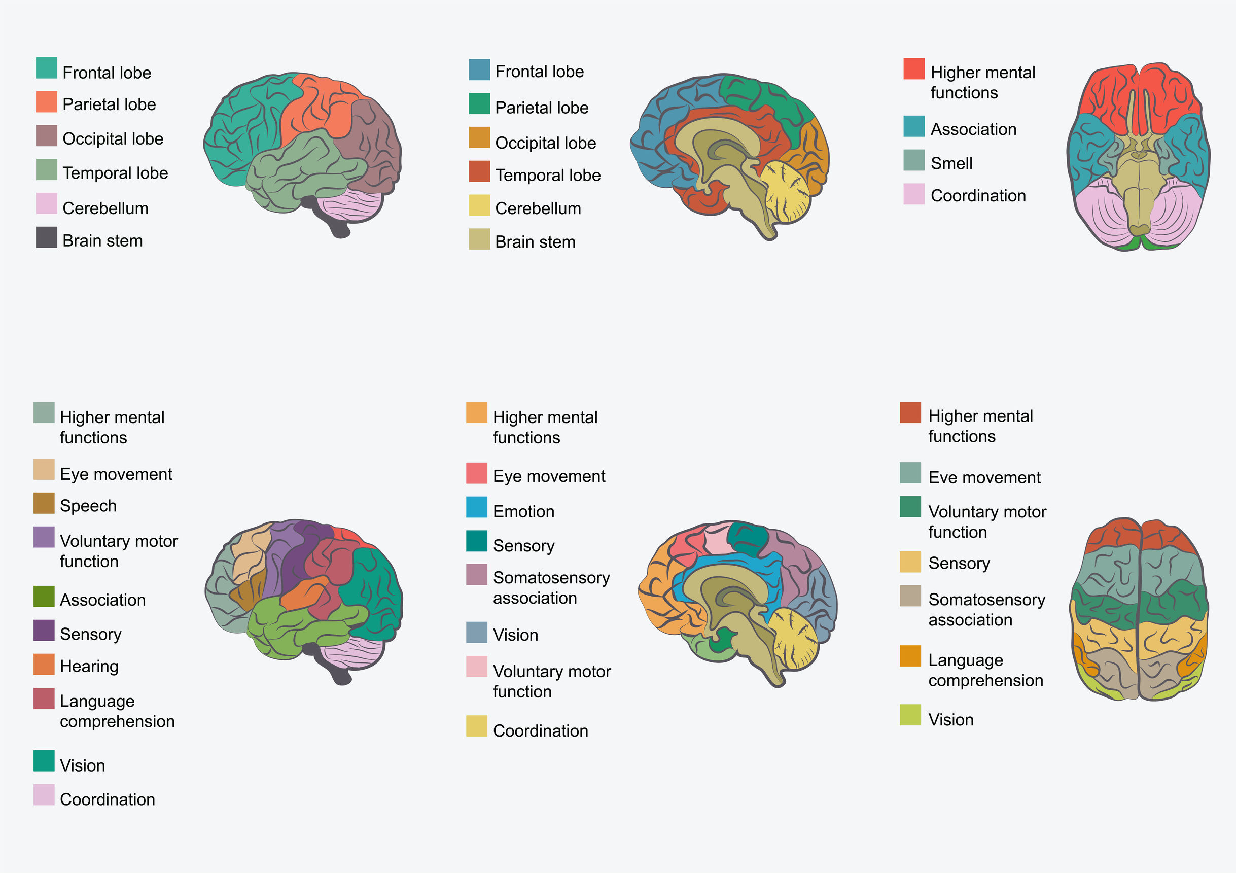 brain funtion